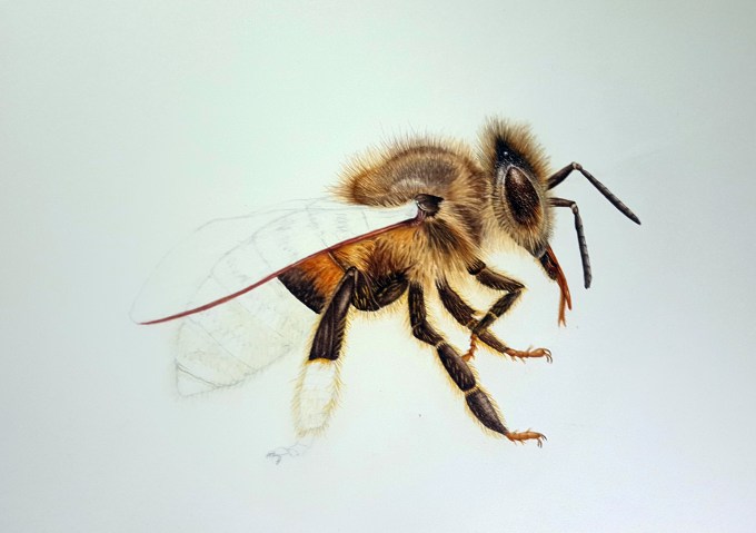 honeybee