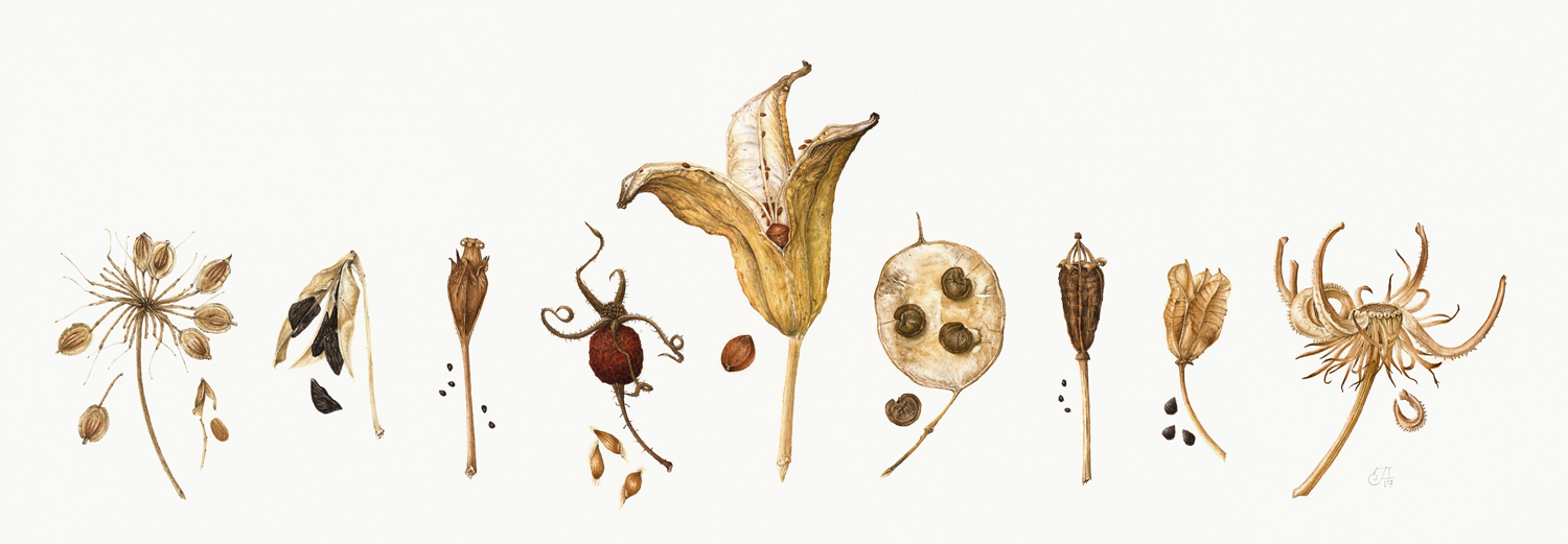 seed heads-J.Isard