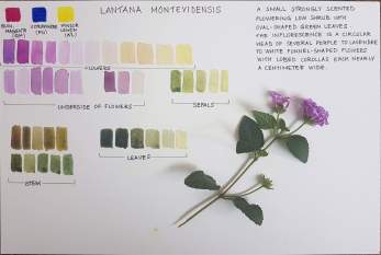 Lantana montevidensis by student Raashmi