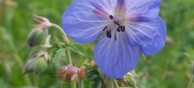 Meadow Cranesbill photo by Jackie Isard