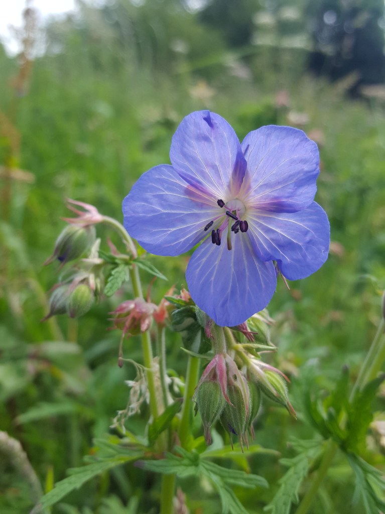 Meadow Cranesbill photo by Jackie Isard