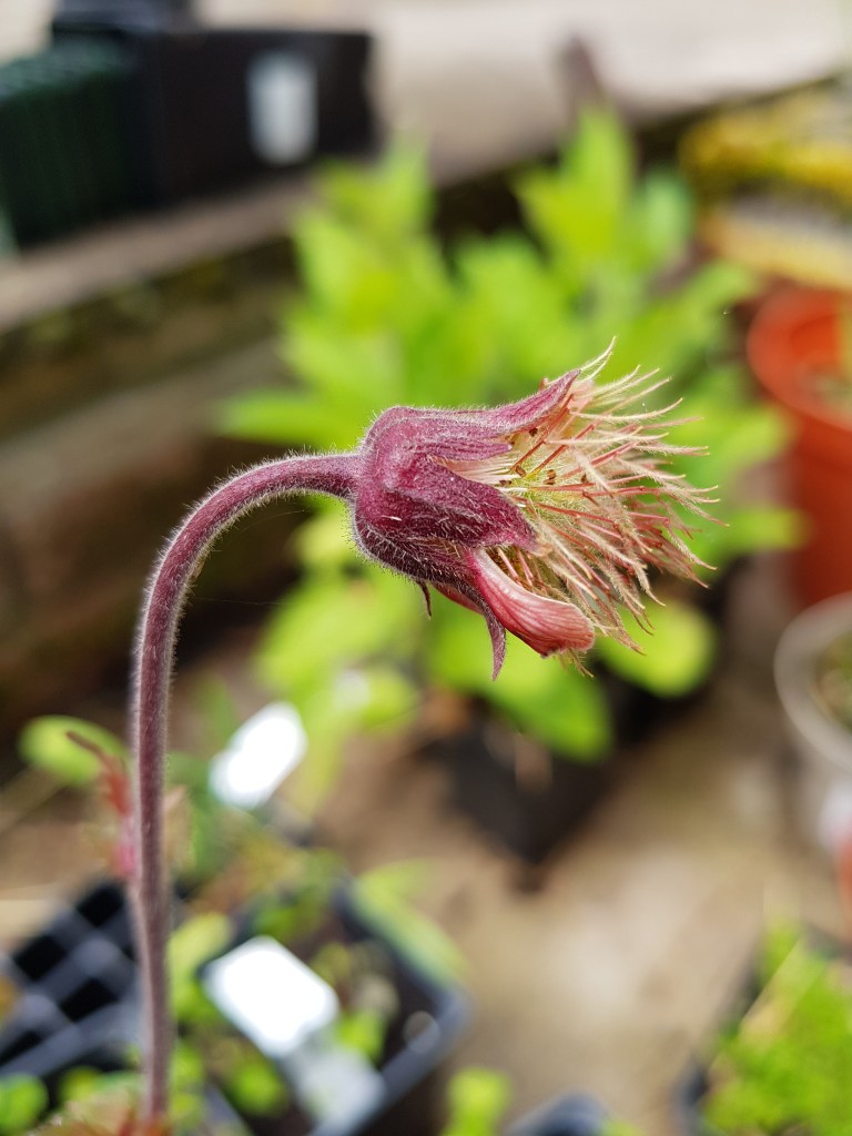 Water avens flower starting to seed by Jackie Isard