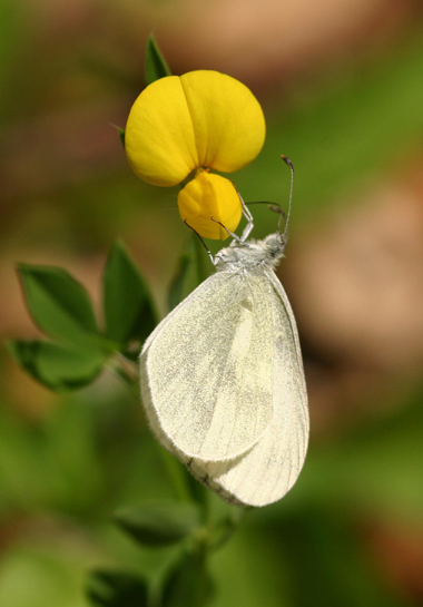Wood white butterfly on Greater Bird's foot Trefoil