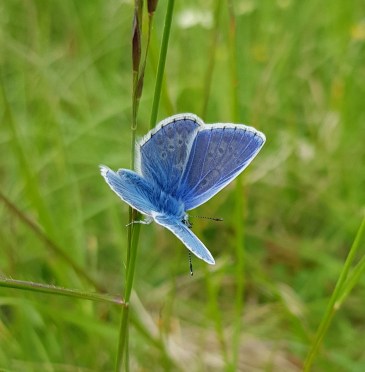 Common Blue Butterfly
