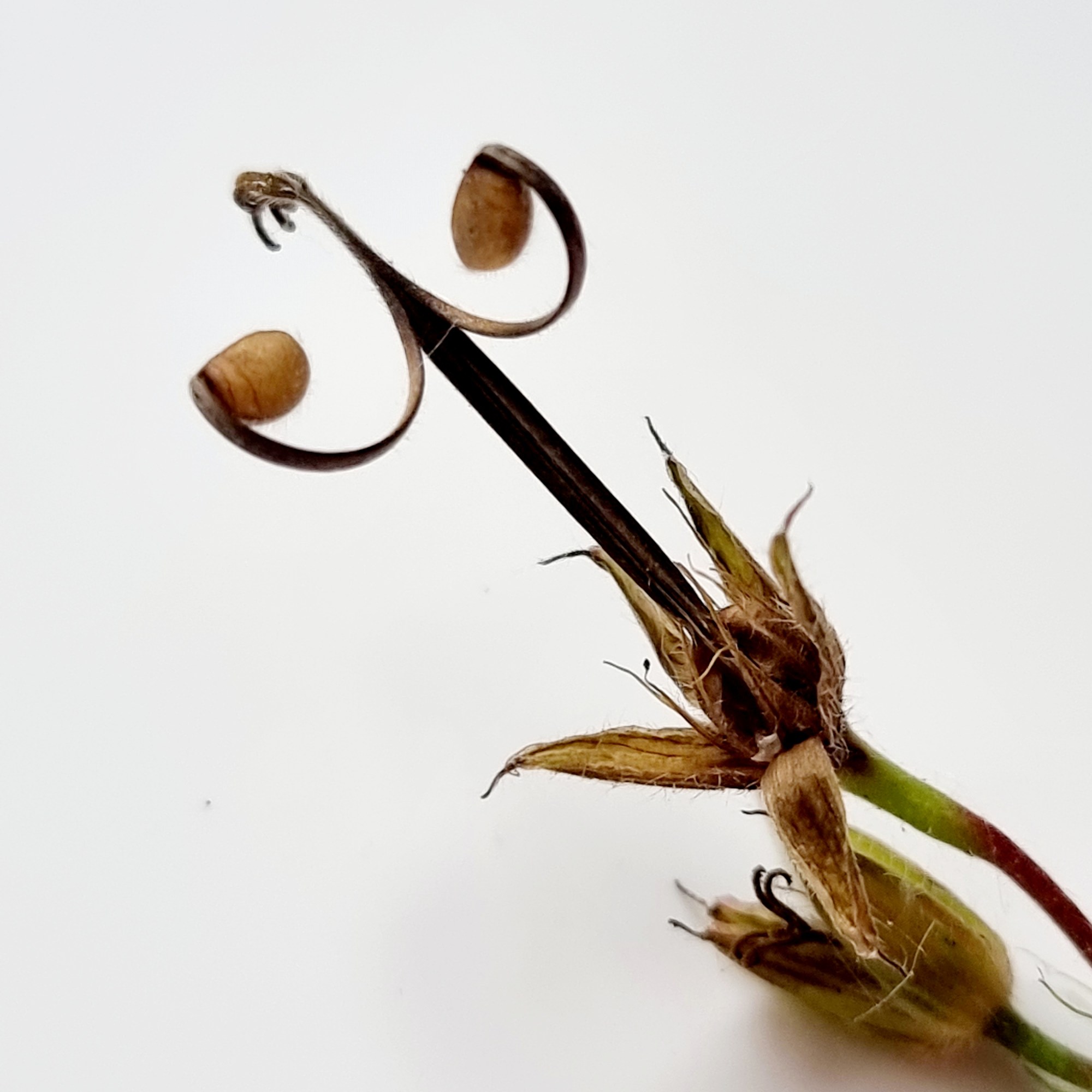 Geranium seed pods by Jackie Isard