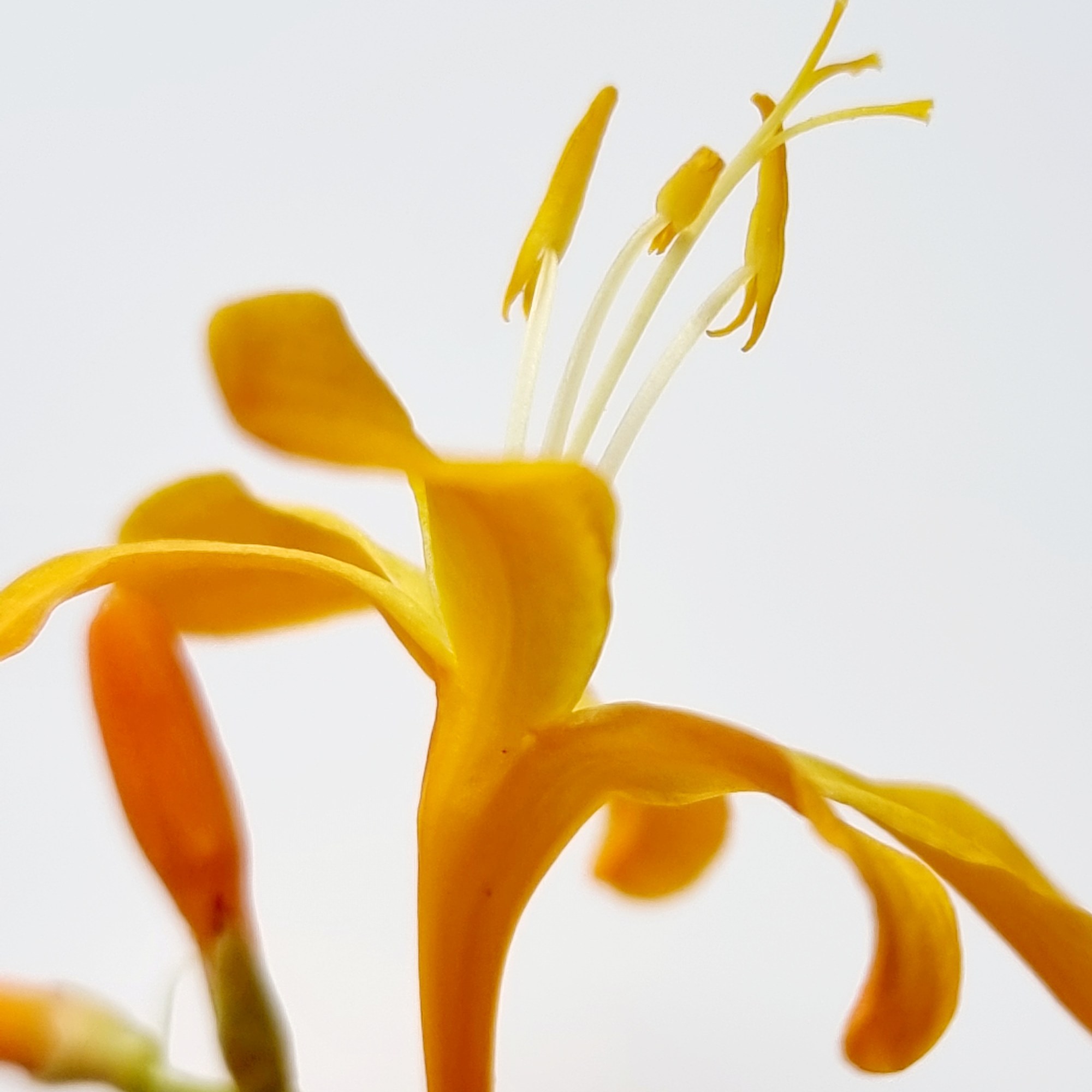 Crocosmia close-up stamens and pistil by Jackie Isard