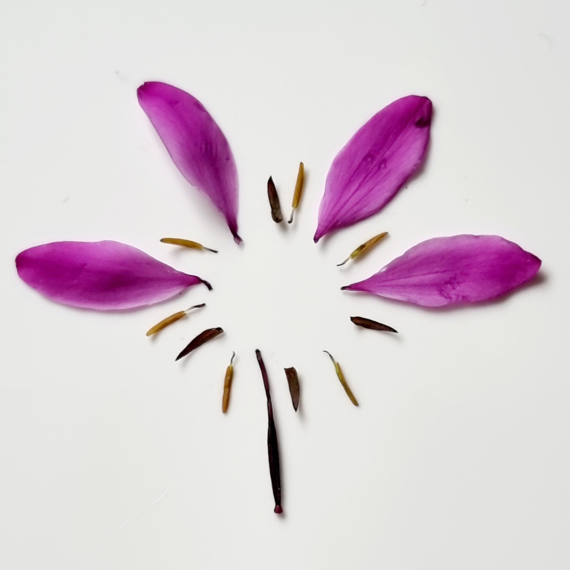 Cleome exploded dissection by Jackie Isard