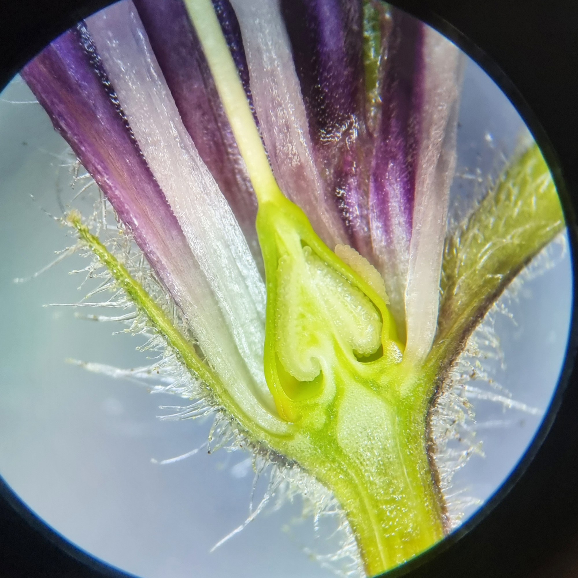 Microscope image of flower ovary by Jackie Isard