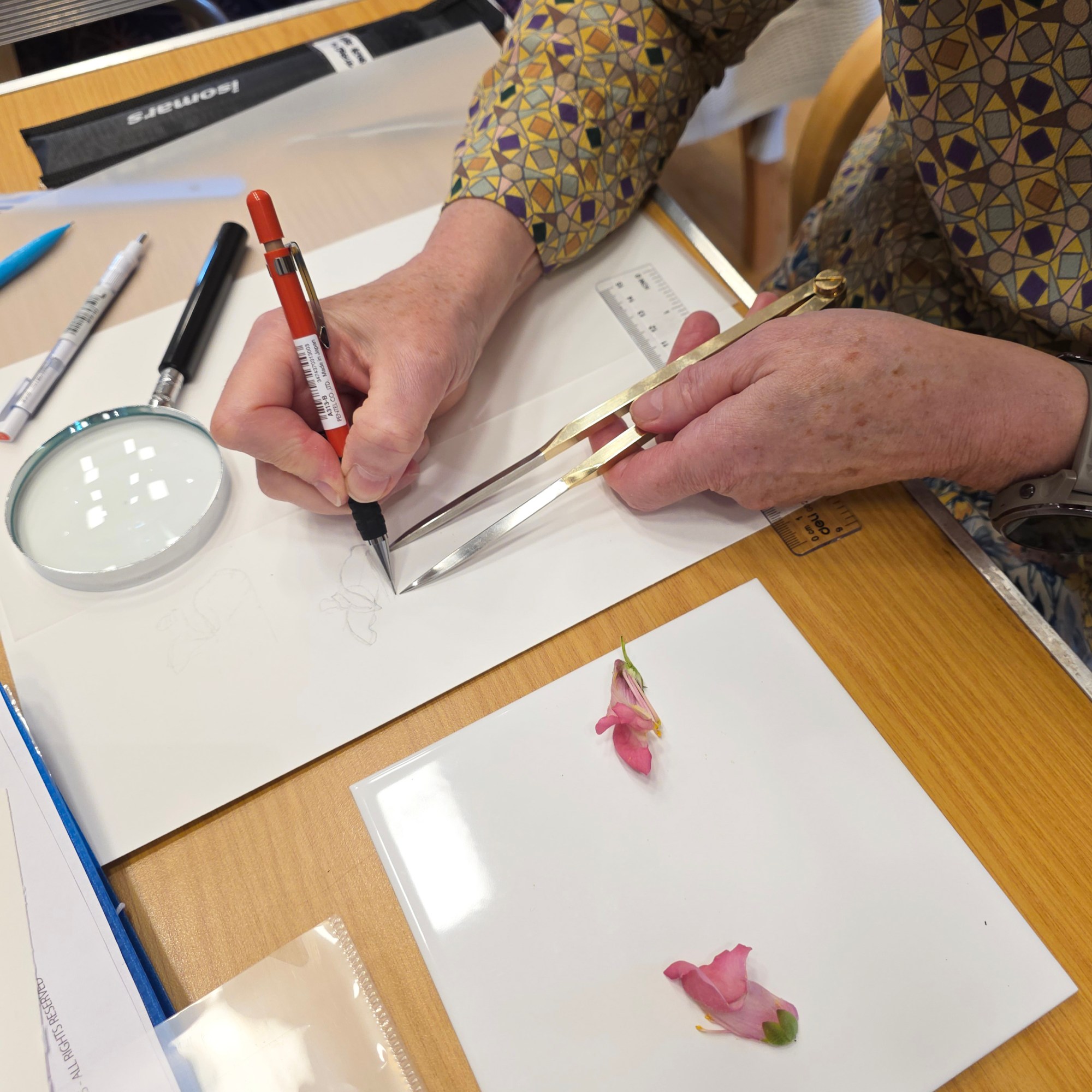 Measuring and drawing a dissected flower