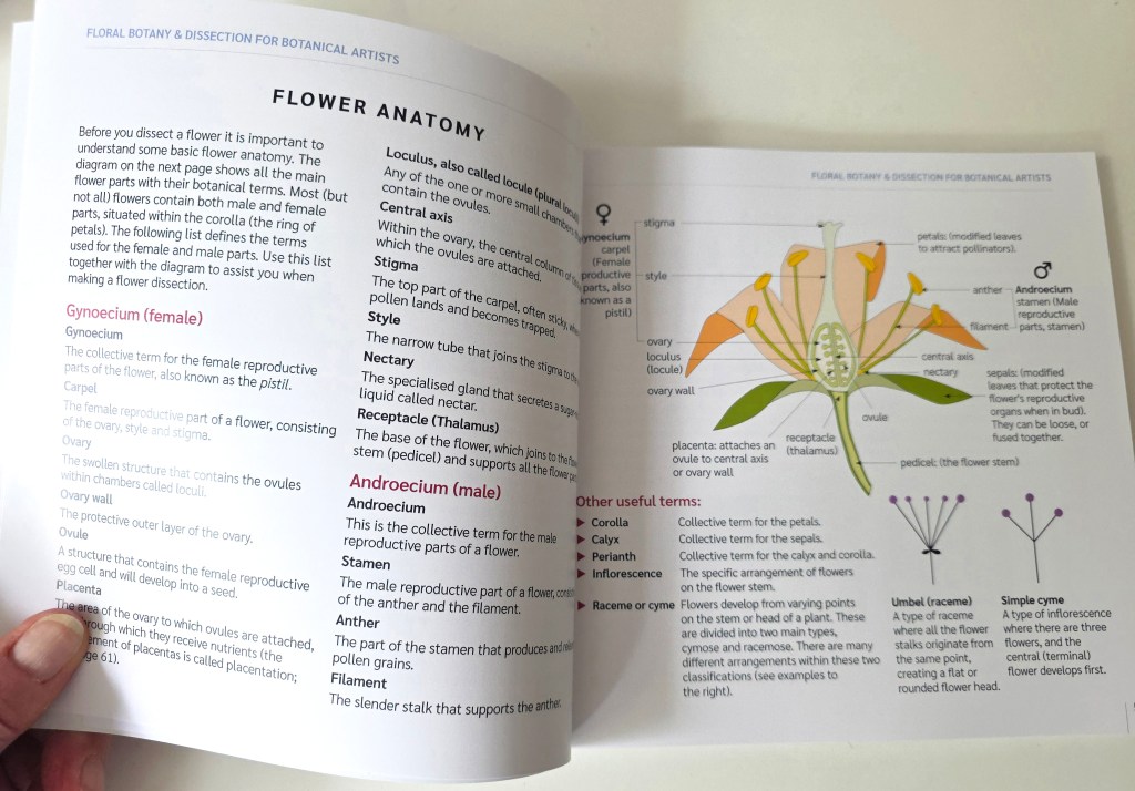 Flower anatomy, Floral Botany and Dissection for Botanical Artists by Jackie Isard