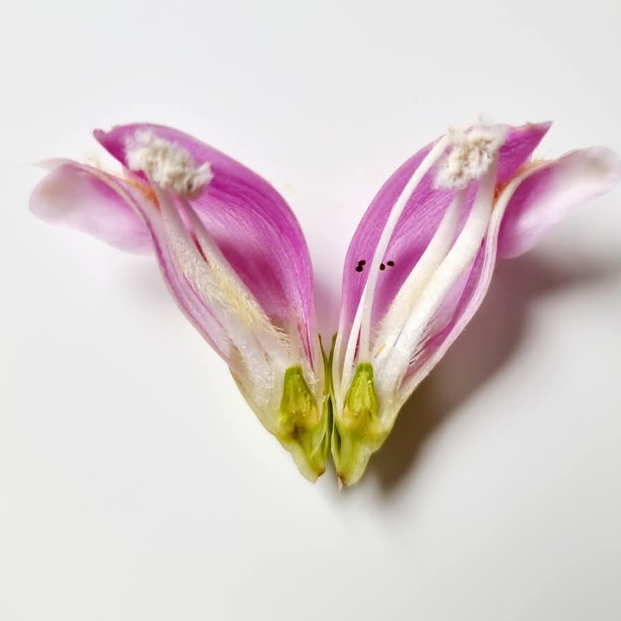 Chelone flower dissection by Jackie Isard