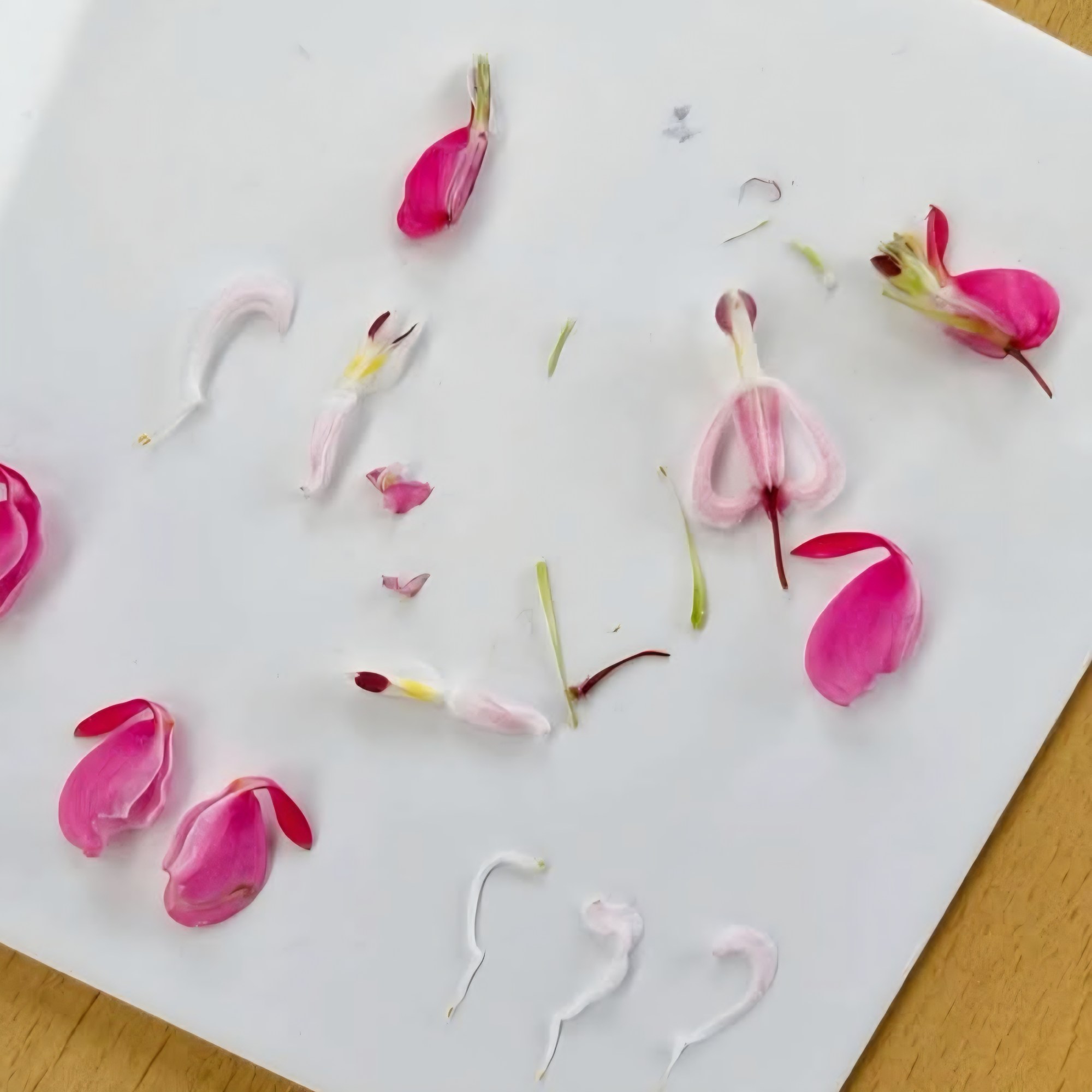 Flower parts being analysed by Jackie Isard