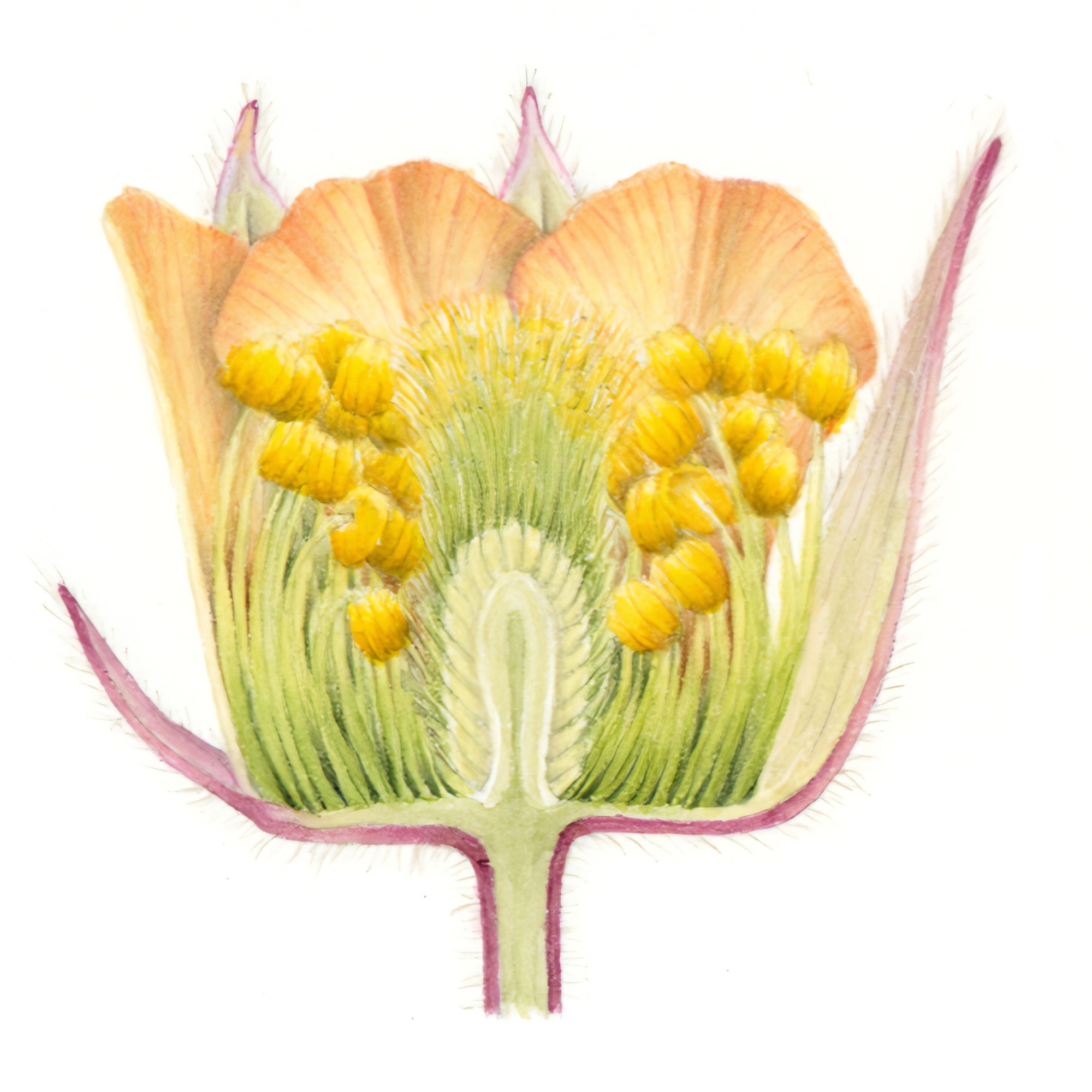 Water avens (Geum rivale) flower dissection painting by Jackie Isard